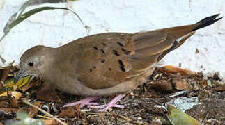 Ruddy Ground Dove