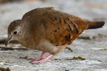 Colombe rousse