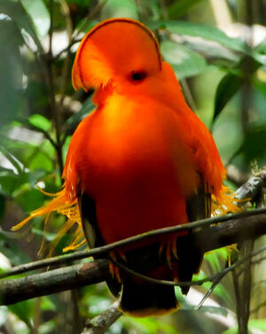 Guianan Cock-of-the-rock : Pictures.