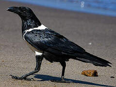 Pied Crow