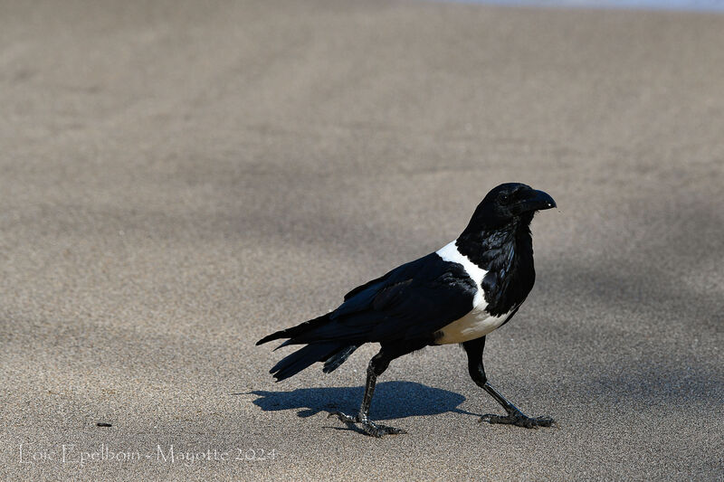 Corbeau pie