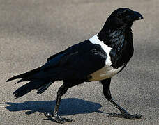 Pied Crow