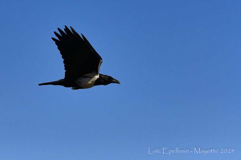 Corbeau pie