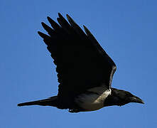 Pied Crow