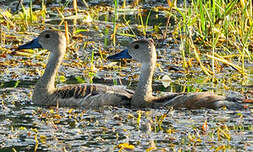 Dendrocygne siffleur