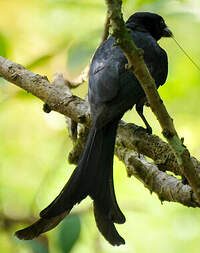 Drongo de Mayotte