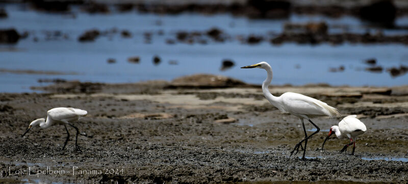 Grande Aigrette