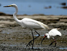 Grande Aigrette