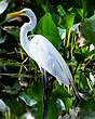 Grande Aigrette