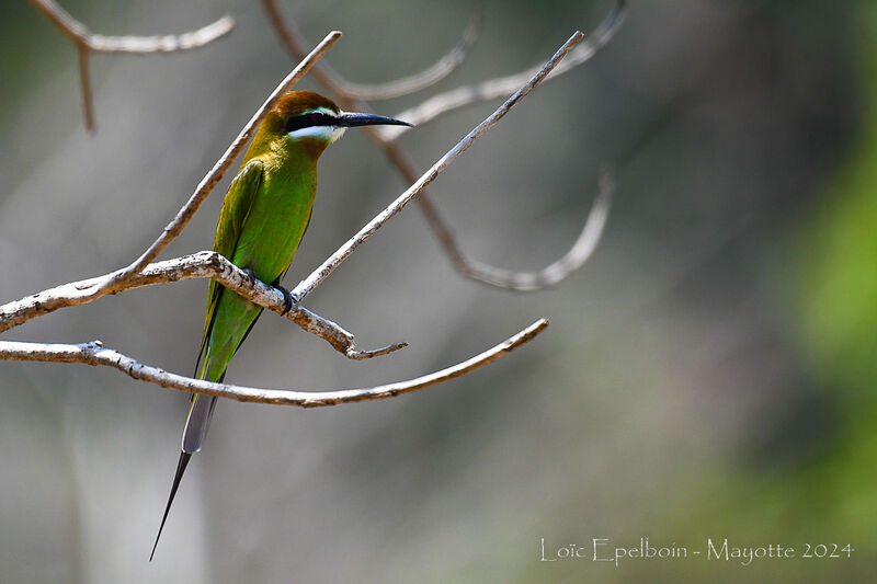 Olive Bee-eater