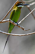 Olive Bee-eater