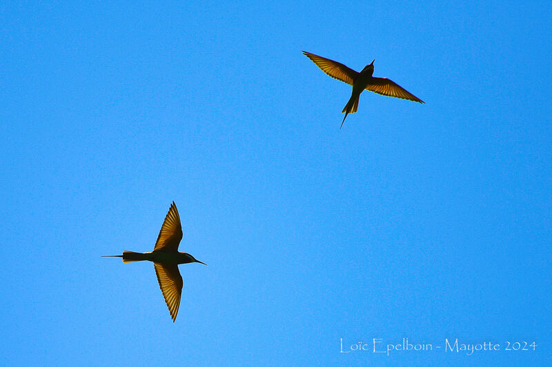 Olive Bee-eater