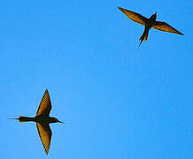 Olive Bee-eater