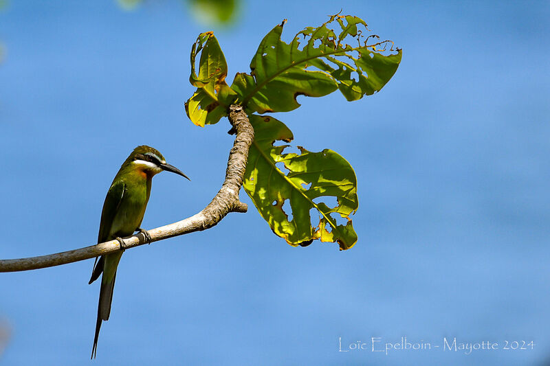 Olive Bee-eater