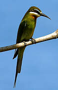 Olive Bee-eater