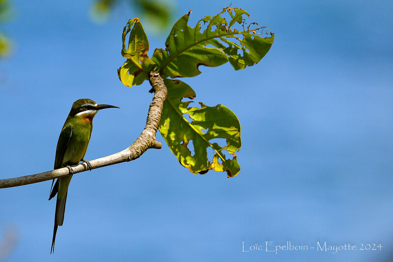 Olive Bee-eater