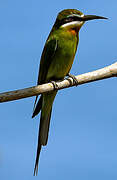 Olive Bee-eater