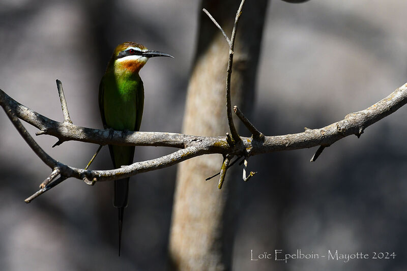 Olive Bee-eater