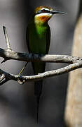 Olive Bee-eater