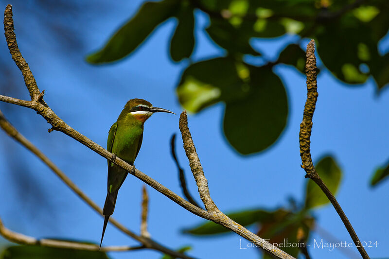 Olive Bee-eater