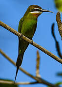 Olive Bee-eater