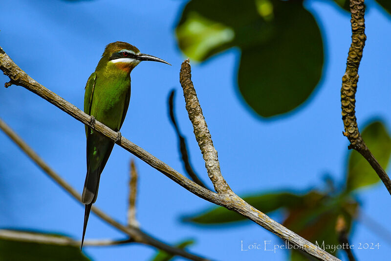 Olive Bee-eater