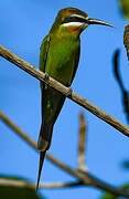 Olive Bee-eater