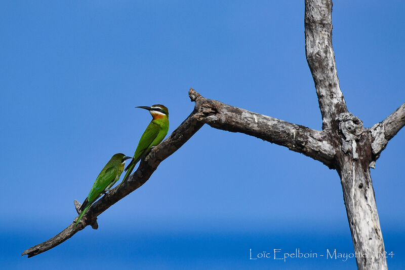 Olive Bee-eater