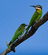 Olive Bee-eater