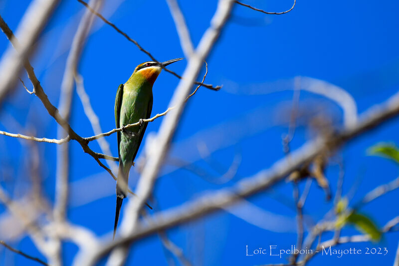 Olive Bee-eater