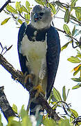 Harpy Eagle