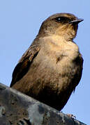 Red-throated Rock Martin