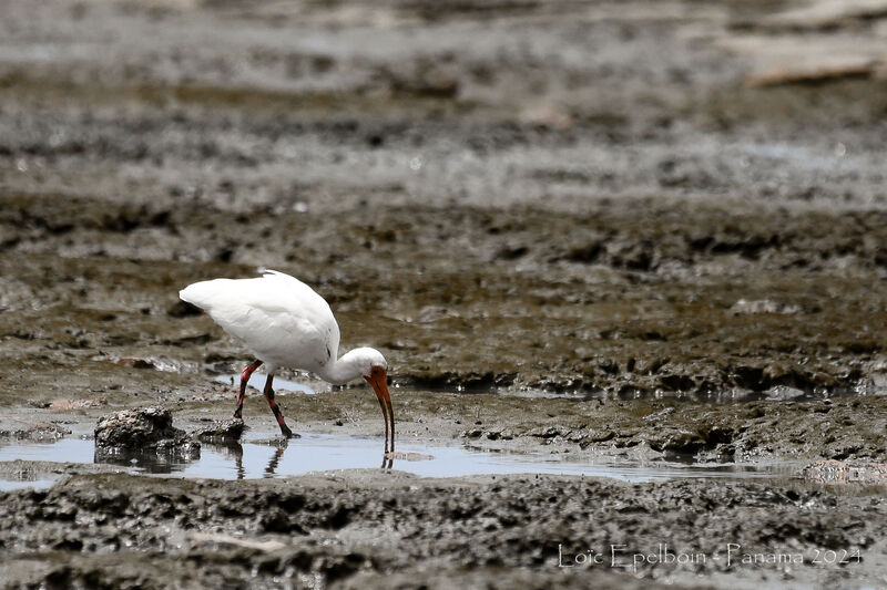 American White Ibis