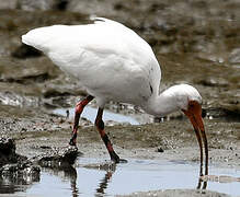 American White Ibis