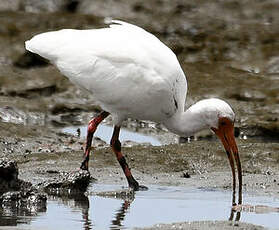 Ibis blanc