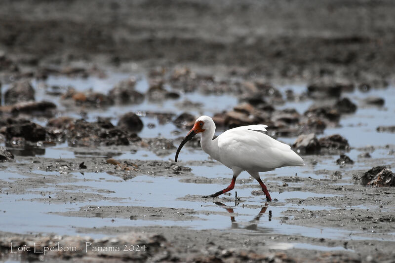 American White Ibis