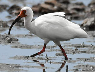 Ibis blanc