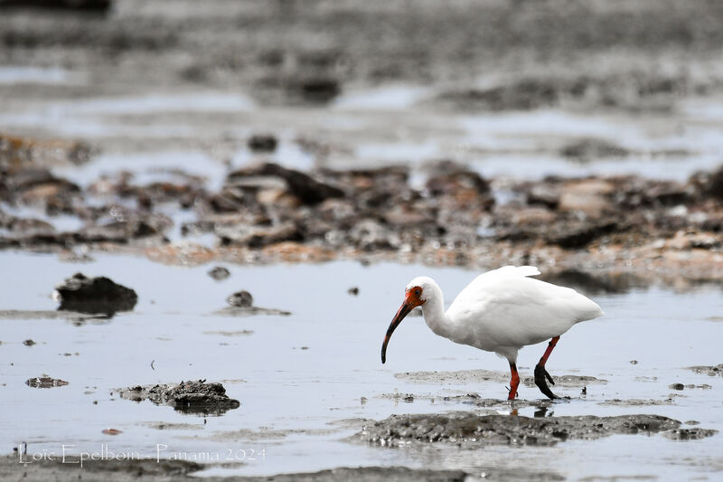 American White Ibis