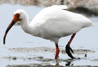 Ibis blanc