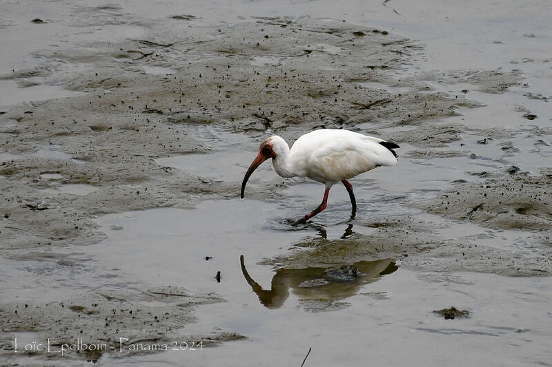 American White Ibis