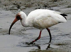 American White Ibis