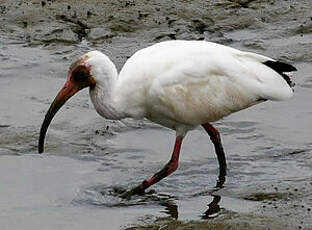 Ibis blanc