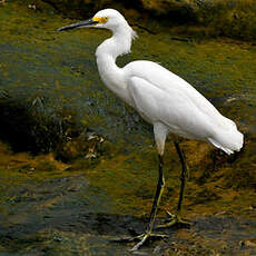 Aigrette neigeuse