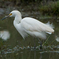 Aigrette neigeuse