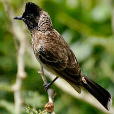 Bulbul à ventre rouge