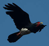 Caracara à gorge rouge