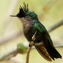 Colibri huppé