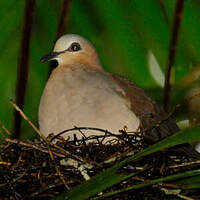 Colombe à front gris