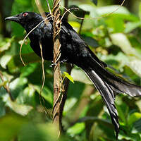 Drongo de Mayotte