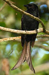 Drongo de Mayotte